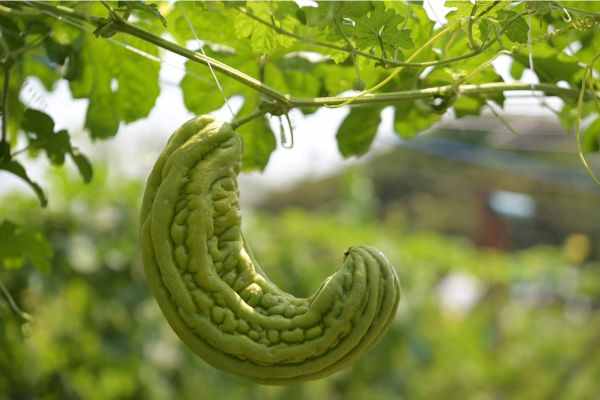 ハムストリングの攣り・ゴーヤと胃痛