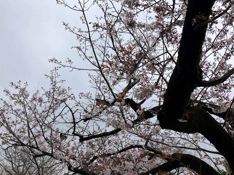 皇居の桜はまだでしたが、イチゴは全開でした。